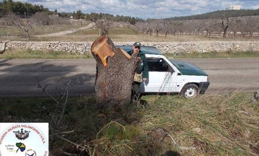 Taglio abusivo di alberi nel Parco dell'Alta Murgia