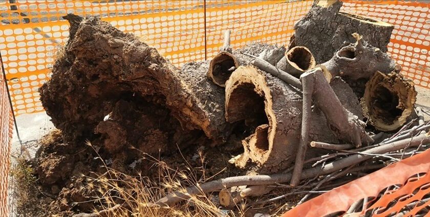 Cade un grosso albero in via Achille Grandi: zona messa in sicurezza
