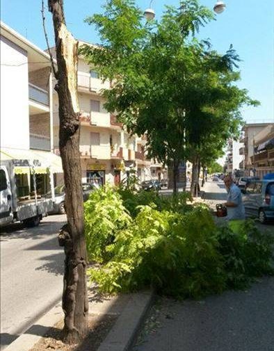 Vento forte: alberi abbattuti in via Puccini