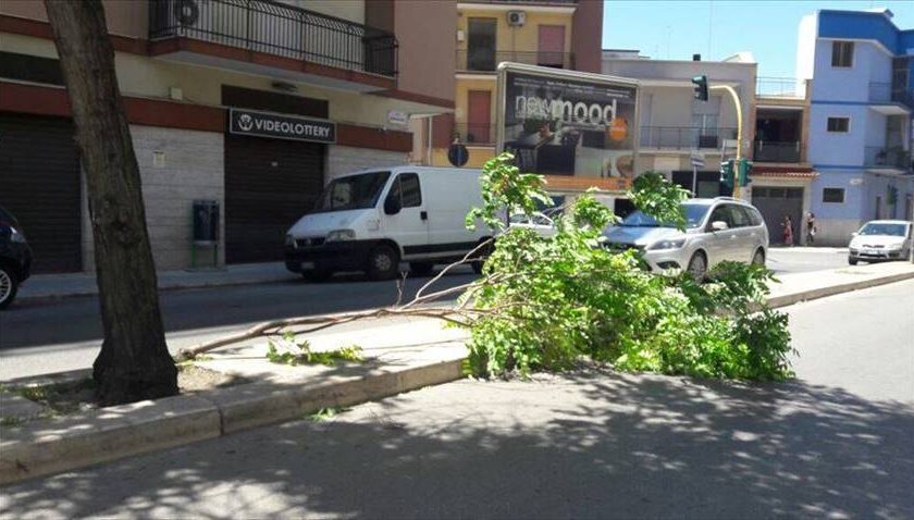Vento forte: alberi abbattuti in via Puccini