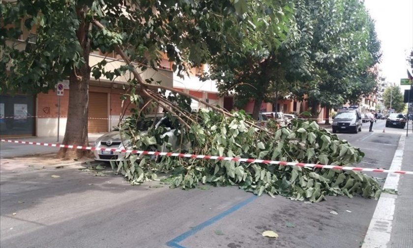 Ramo d'albero cade su auto in via Bari